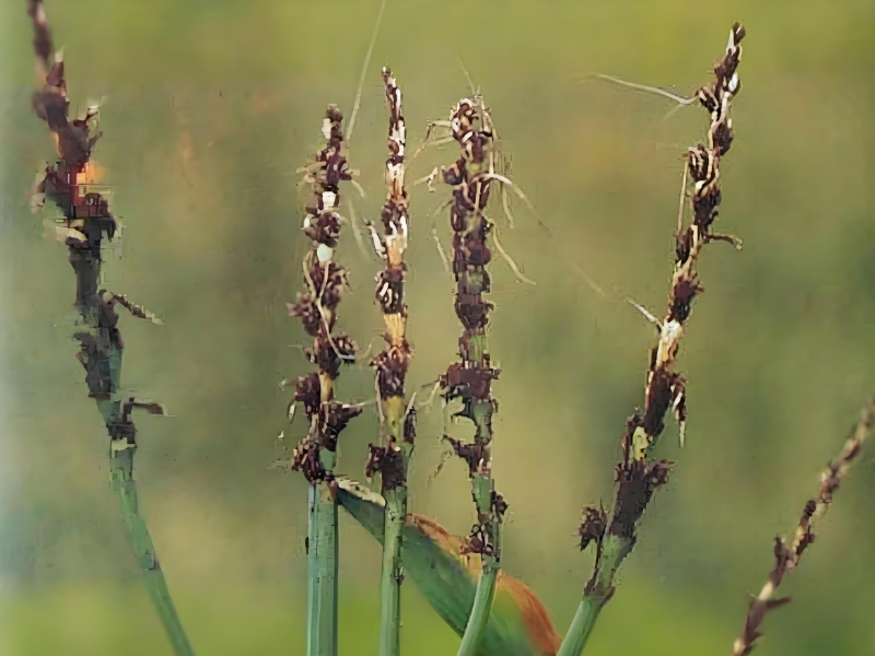 TCK疫麥環(huán)氧乙烷熏蒸濃度及散氣標準